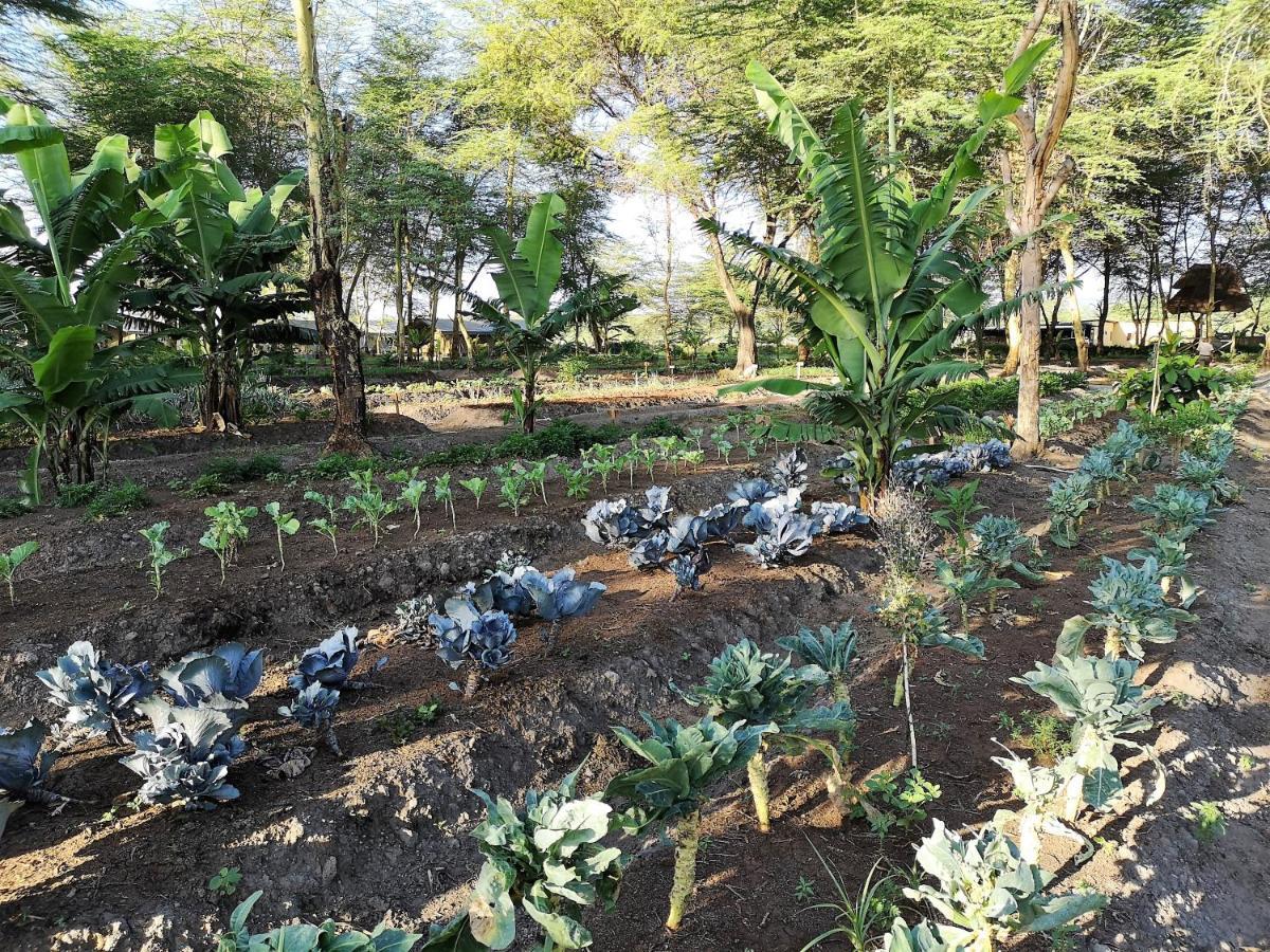 Africa Safari Camping Mto Wa Mbu Exterior photo